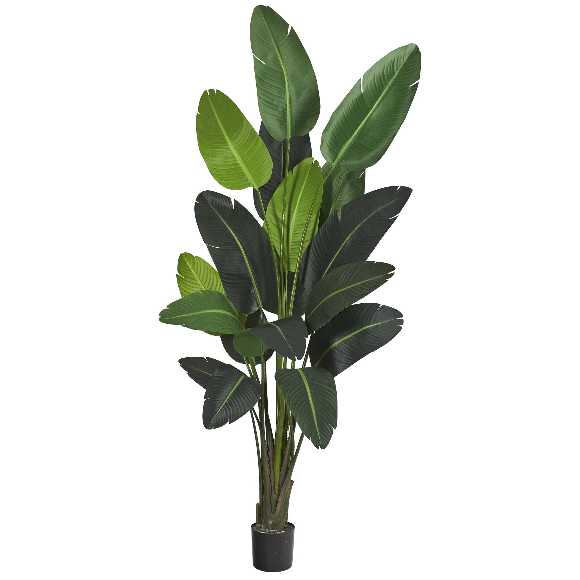 8ft. Potted Travelers Palm Tree